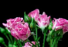 সীমারেখা শেষ পর্ব