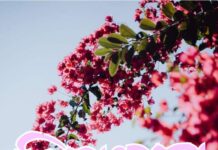 প্রিয়ংবদা অন্তিম পর্ব