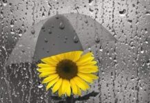 রৌদ্রমাখা বর্ষা পর্ব-৮