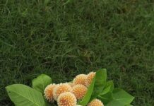 এক গুচ্ছো কদম পর্বঃ২৮ শেষ পর্ব