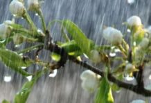 বৃষ্টিস্নাত ভোর পর্বঃ৪১শেষ পর্ব