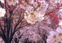 তিতির পাখির বাসা পর্ব-২৬